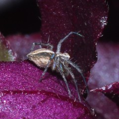 Oxyopes variabilis