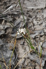 Wurmbea biglandulosa