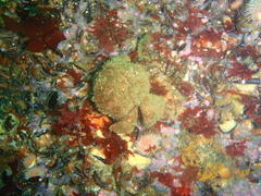 Dromidia aegibotus