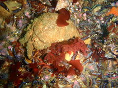 Dromidia aegibotus