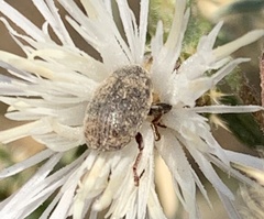 Larinus minutus