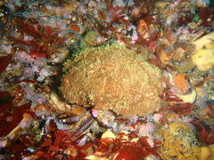 Dromidia aegibotus