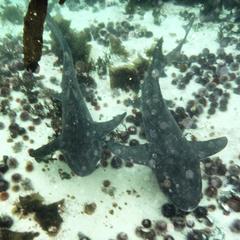 Triakis megalopterus