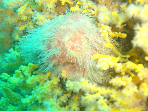 Dromidia hirsutissima