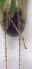 Micromimetus