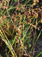 Juncus megacephalus