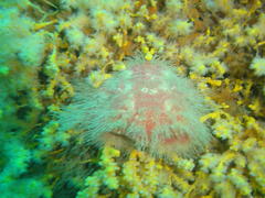 Dromidia hirsutissima
