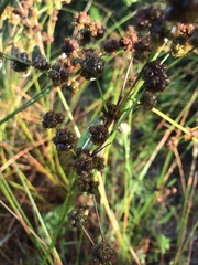 Juncus megacephalus