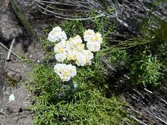Helichrysum crispum