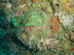Dromidia hirsutissima