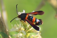 Synanthedon sapygaeformis
