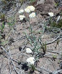 Helichrysum crispum
