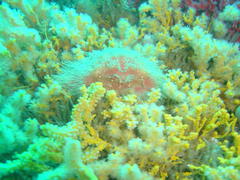 Dromidia hirsutissima
