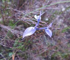 Moraea tripetala tripetala