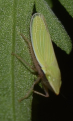 Draeculacephala antica