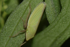 Draeculacephala antica