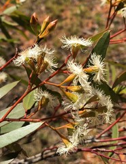 Eucalyptus calycogona