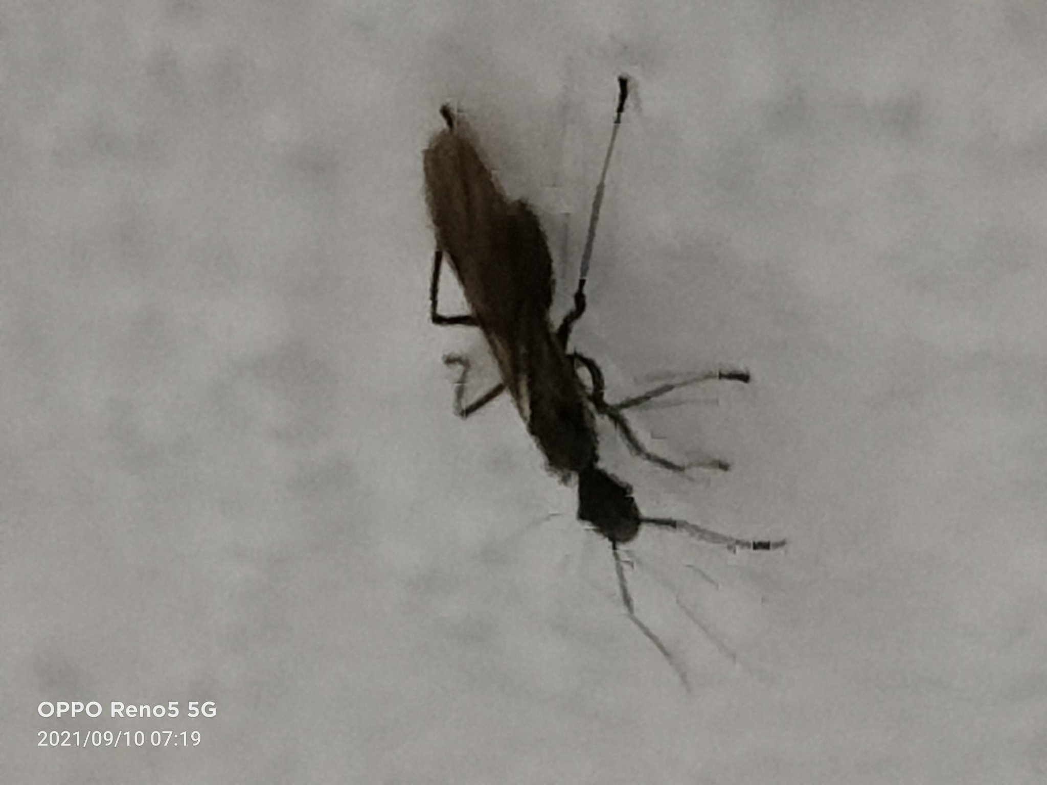 Polyrhachis calypso
