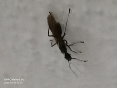 Polyrhachis sexspinosa