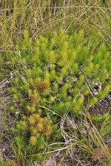Melichrus procumbens