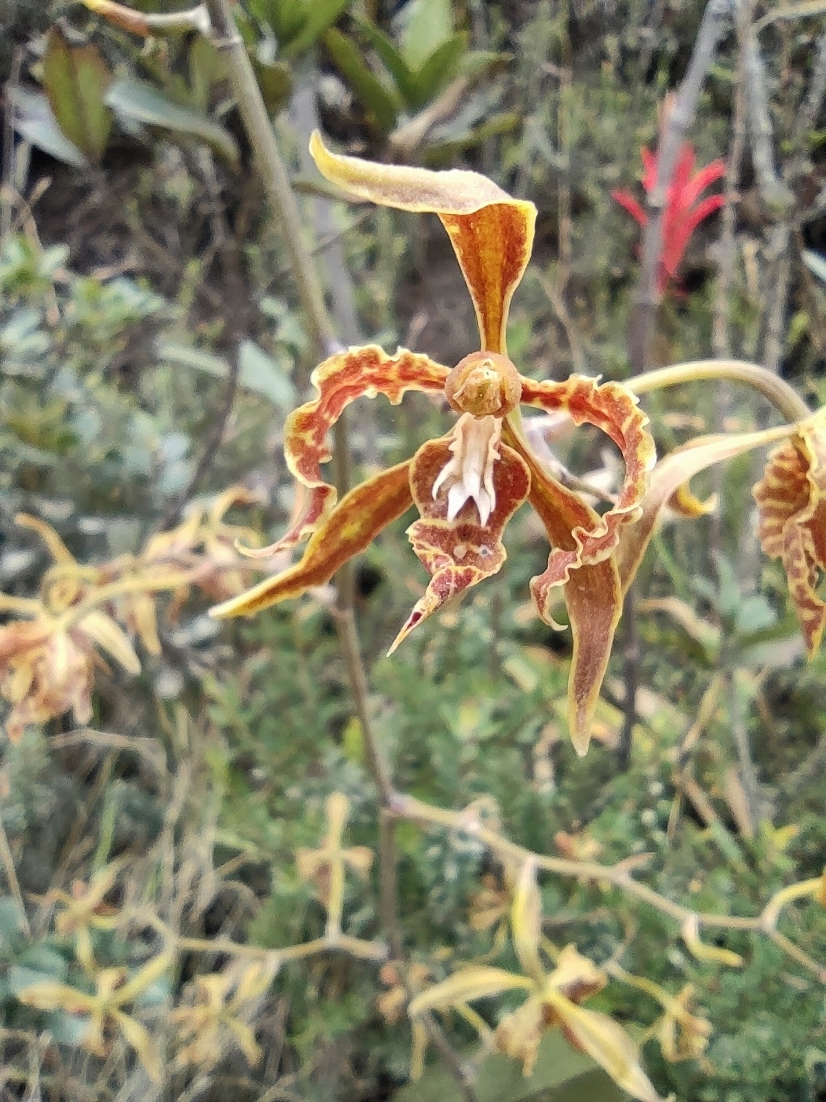 Cyrtochilum pardinum Lindl. 2