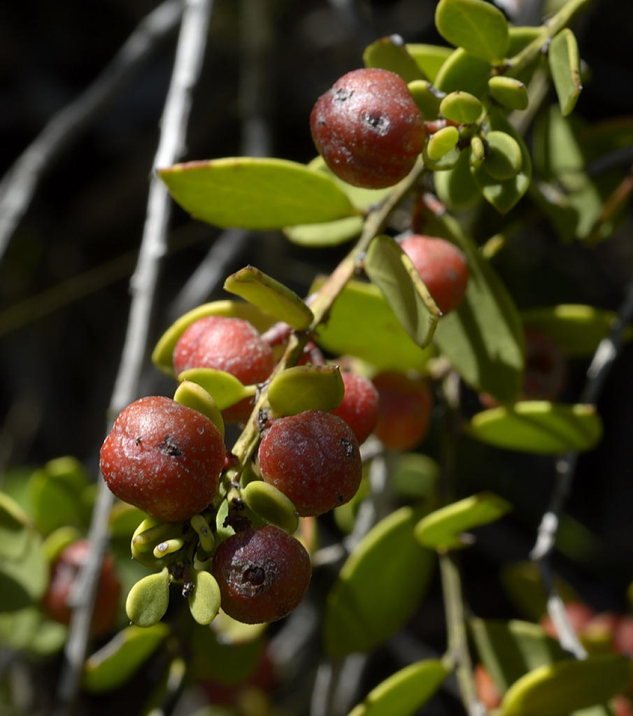 Common Spike-thorn