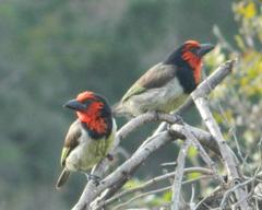 Lybius torquatus torquatus