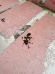 Oncopeltus orourkeae