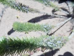 Aspalathus alopecurus