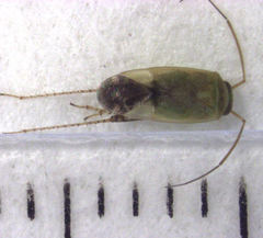 Micromimetus