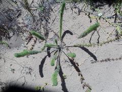 Aspalathus alopecurus