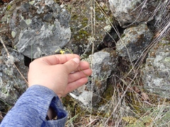 Sisymbrium linifolium