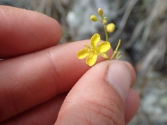 Sisymbrium linifolium
