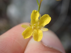 Sisymbrium linifolium