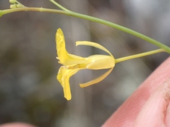 Sisymbrium linifolium
