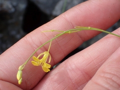 Sisymbrium linifolium