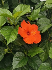 Hibiscus rosa-sinensis