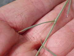 Sisymbrium linifolium