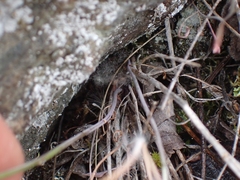 Sisymbrium linifolium