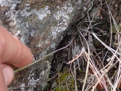 Sisymbrium linifolium