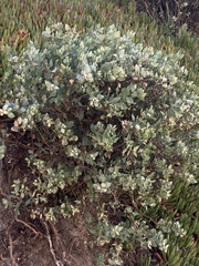 Atriplex lindleyi