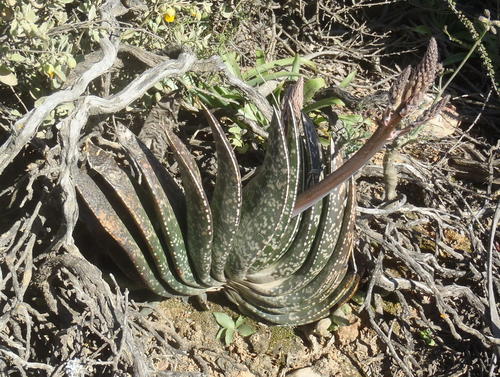 Gasteria brachyphylla