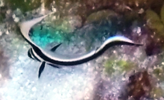 Eques punctatus