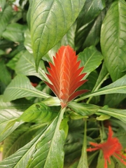 Aphelandra flava