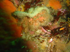 Dromidia hirsutissima
