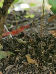 Odontomachus erythrocephalus
