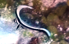 Eques punctatus