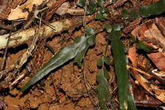 Asplenium attenuatum