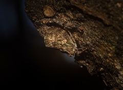 Cotylana angustifrons