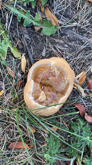 Ganoderma